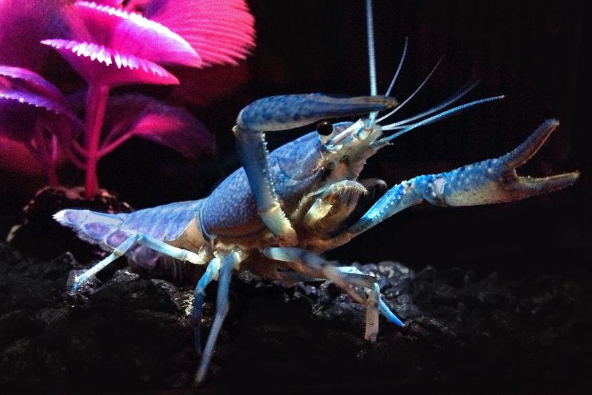 Rated #2: Corals Inverts Stocking In 75 Gallons Tank - My new Hammers Cobalt Blue
"Lobster". My giant Oscar thinks he's a snack, so the lobster is in its own tank while I grow him a bit.