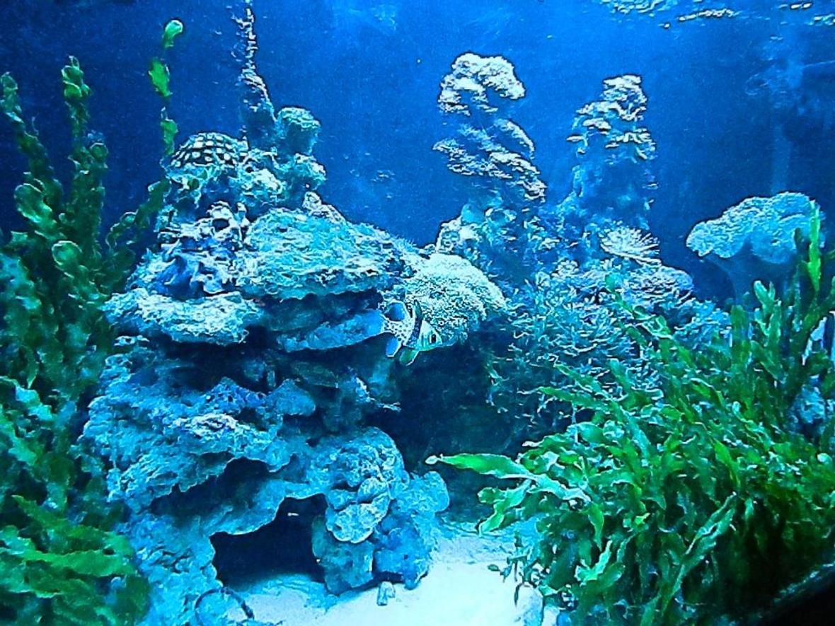 90 gallons reef tank (mostly live coral and fish) - Macro Algae and Coral Tank.