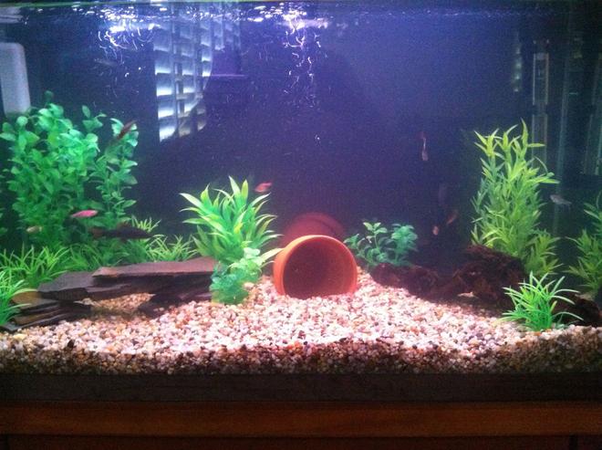 29 gallons freshwater fish tank (mostly fish and non-living decorations) - 29 gallon see profile for fish.