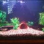 29 gallons freshwater fish tank (mostly fish and non-living decorations) - 29 gallon see profile for fish.