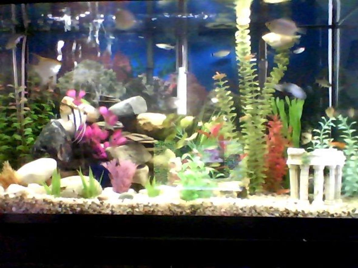 30 gallons freshwater fish tank (mostly fish and non-living decorations)
