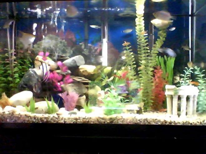 30 gallons freshwater fish tank (mostly fish and non-living decorations)