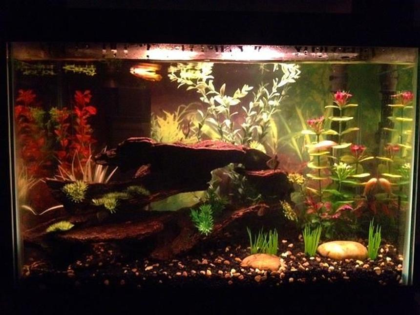 Rated #67: 20 Gallons Freshwater Fish Tank - My tank with Golden Wonder lurking
at the top.