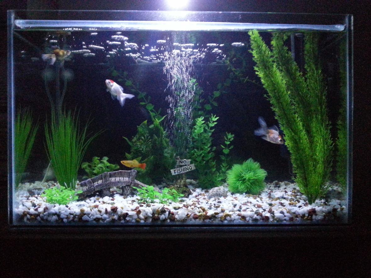 16 gallons freshwater fish tank (mostly fish and non-living decorations) - Ryukins, platty, oranda.