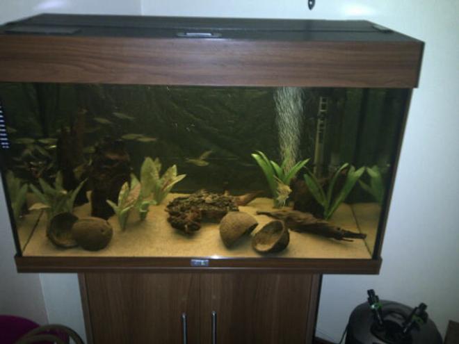 30 gallons freshwater fish tank (mostly fish and non-living decorations) - Juwel rio 125 community tank.
