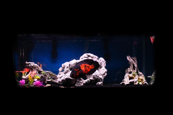 freshwater fish - astronotus ocellatus - tiger oscar stocking in 75 gallons tank - My 75g tank. Most of my fish hide, so only the giant Oscar is visible in this photo.