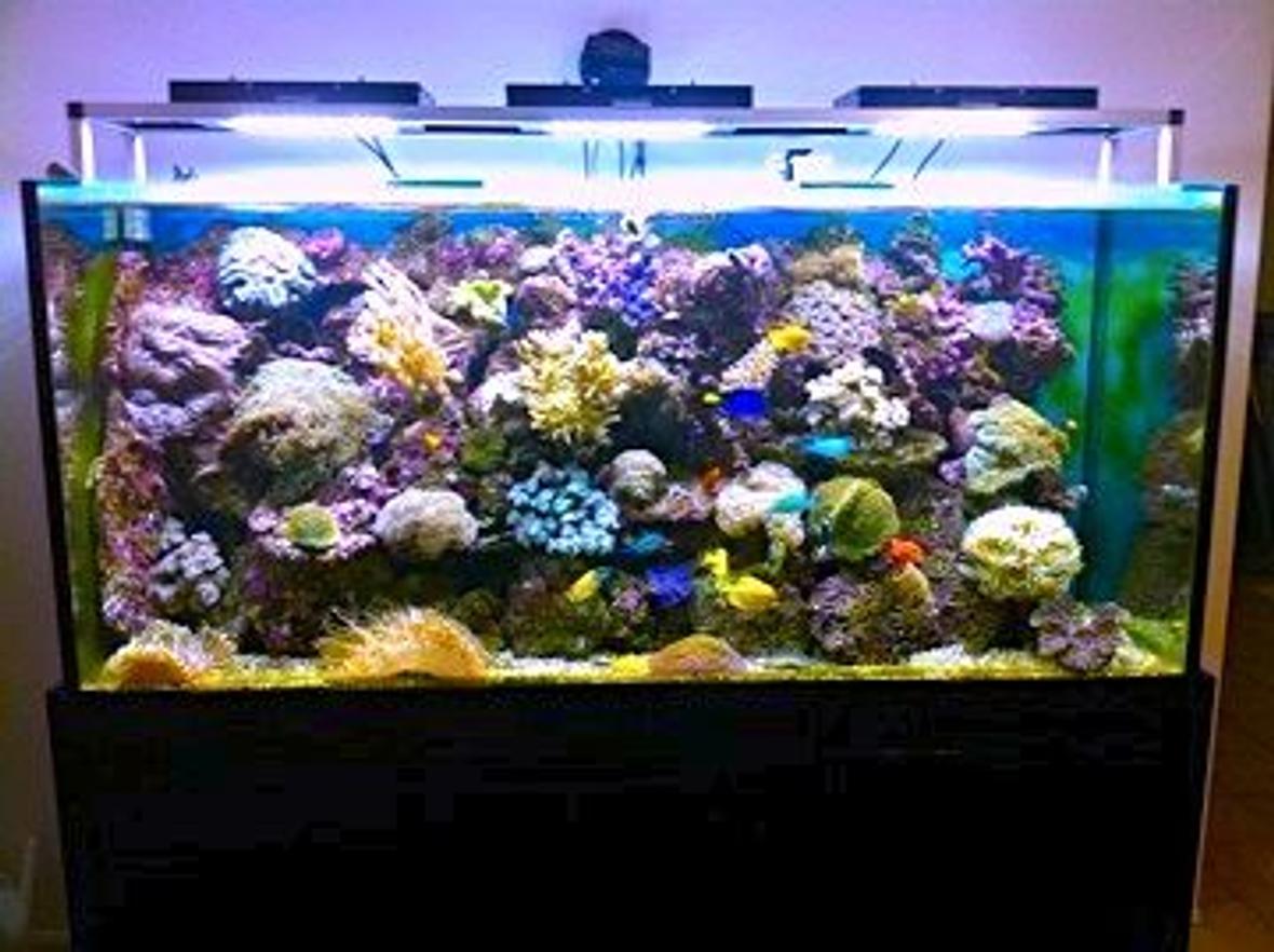388 gallons reef tank (mostly live coral and fish) - reef cree leds