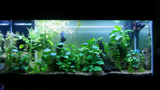 250 gallons planted tank (mostly live plants and fish) - Co2 Planted tank