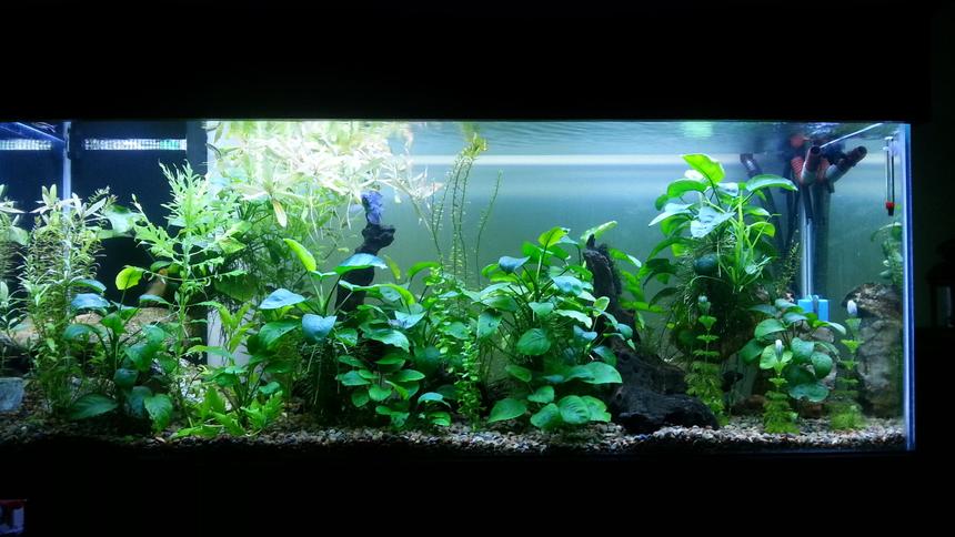 Rated #32: 250 Gallons Planted Tank - Co2 Planted tank