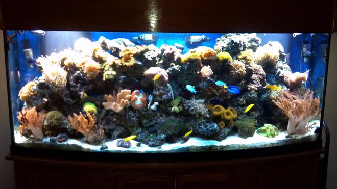 200 gallons reef tank (mostly live coral and fish)