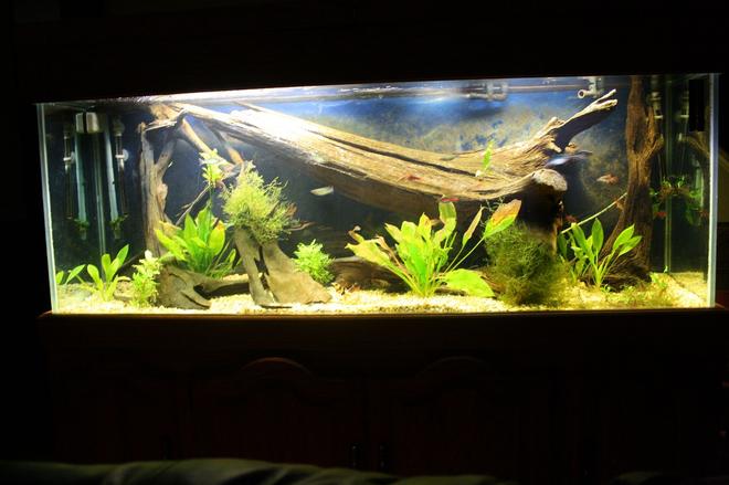 150 gallons planted tank (mostly live plants and fish) - My 150 at about 2 months of age.
