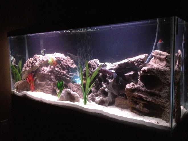 55 gallons freshwater fish tank (mostly fish and non-living decorations) - Side view