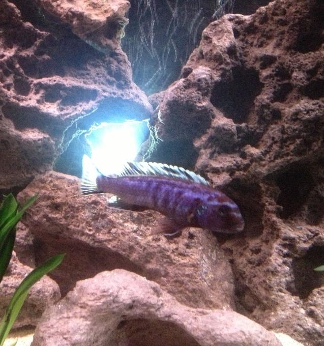freshwater fish - melanochromis johannii - johanni cichlid stocking in 55 gallons tank - Blue Johanni (the boss)