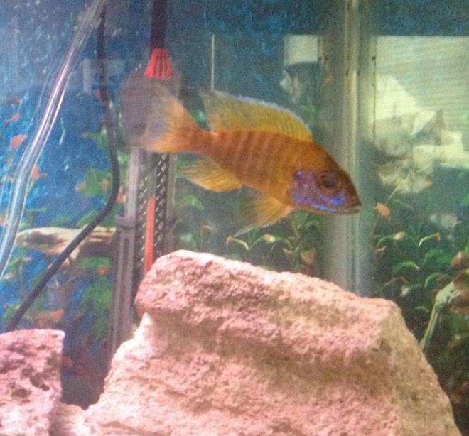 freshwater fish - aulonocara stuartgranti - peacock cichlid stocking in 55 gallons tank - Peacock