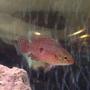 freshwater fish - hemichromis bimaculatus - jewel cichlid stocking in 55 gallons tank - Red Jewel