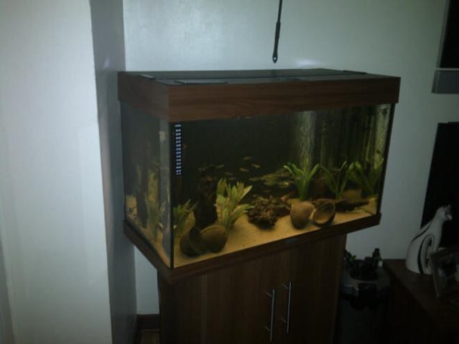 30 gallons freshwater fish tank (mostly fish and non-living decorations)