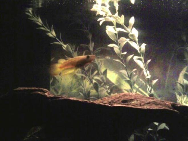 freshwater fish - pachypanchax playfairi - golden dream panchax killifish stocking in 20 gallons tank - My male Golden Wonder Killifish
