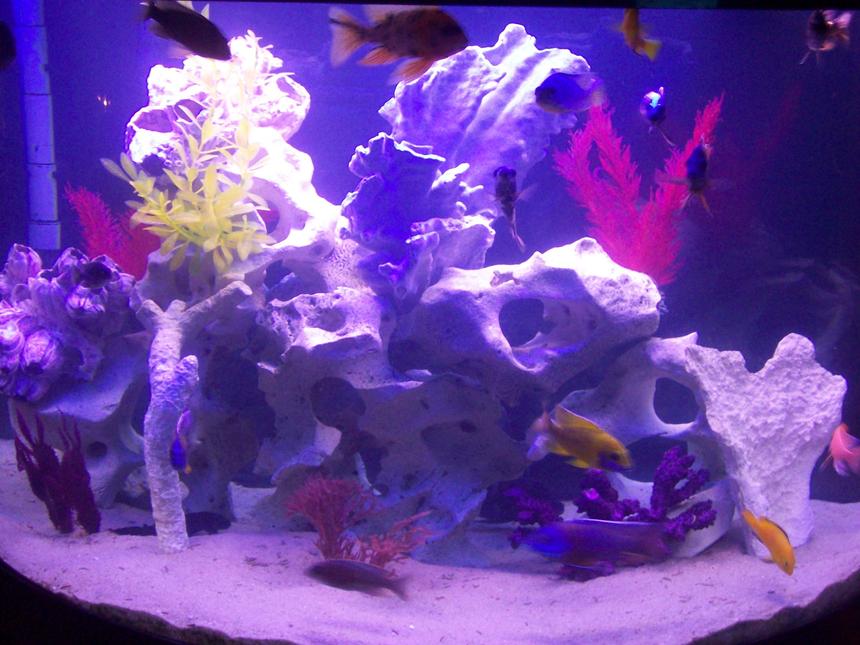 Rated #2505: 76 Gallons Freshwater Fish Tank - 76 gallon oceanic african cichlids texas holey rock fake plants and dead coral