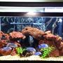 75 gallons freshwater fish tank (mostly fish and non-living decorations) - Lake tanganykan tank setup with fronts, calvus, leleupi, blue dolphin moorii, gold nugget pleco, chocolate zebra pleco, albino & reg bristle nose, clown pleco , rafael & bumblebee catfish & black ghost knife fish