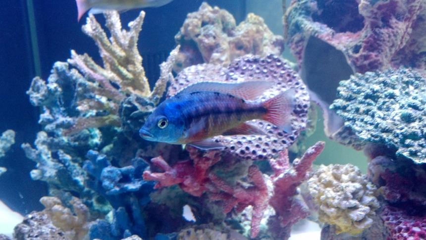 Rated #97: Freshwater Fish - Protomelas Taeniolatus - Red Empress Stocking In 120 Gallons Tank - Red Empress