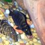 freshwater fish - altolamprologus calvus - calvus cichlid stocking in 75 gallons tank - Clown pleco and black calvus