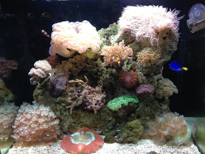 Rated #42: 35 Gallons Reef Tank - rsm 130d