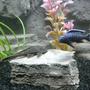 fish tank picture - 2