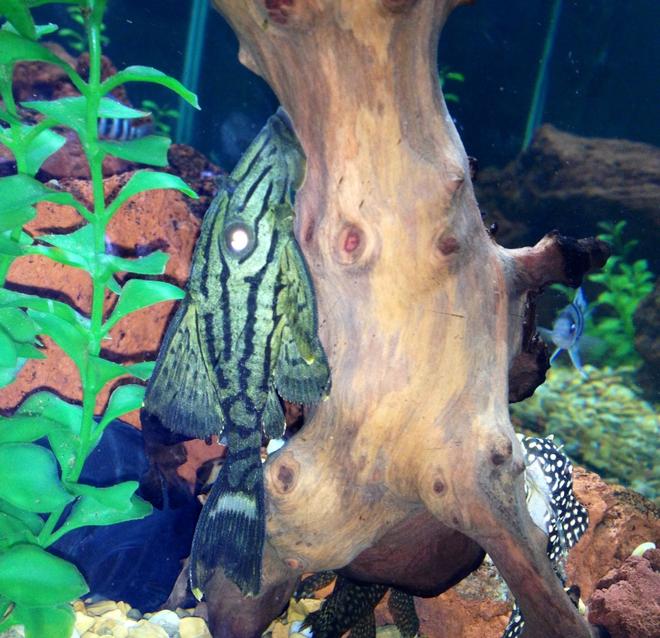 freshwater fish - panaque nigrolineatus l-191 - royal pleco stocking in 75 gallons tank - Royal pleco