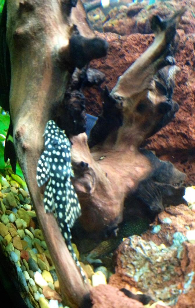 freshwater fish - parancistrus sp. - peppermint plecostomus (l-31) stocking in 75 gallons tank - Peppermint, galaxy, or vampire pleco