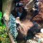 freshwater fish - parancistrus sp. - peppermint plecostomus (l-31) stocking in 75 gallons tank - Peppermint, galaxy, or vampire pleco