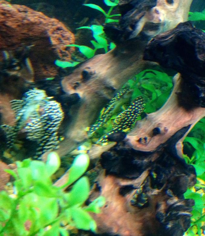 freshwater fish - baryancistrus sp. - gold nugget pleco (l-18) stocking in 75 gallons tank - Gold nugget and Galaxy (i believe) hanging out