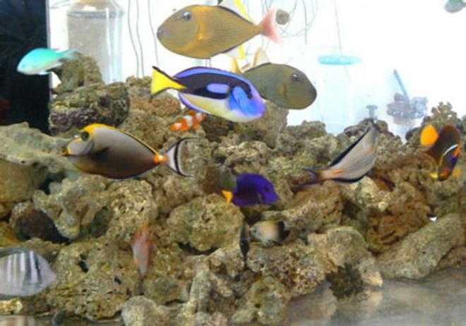 12 gallons saltwater fish tank (mostly fish, little/no live coral) - saltwater fish tank; no plants;