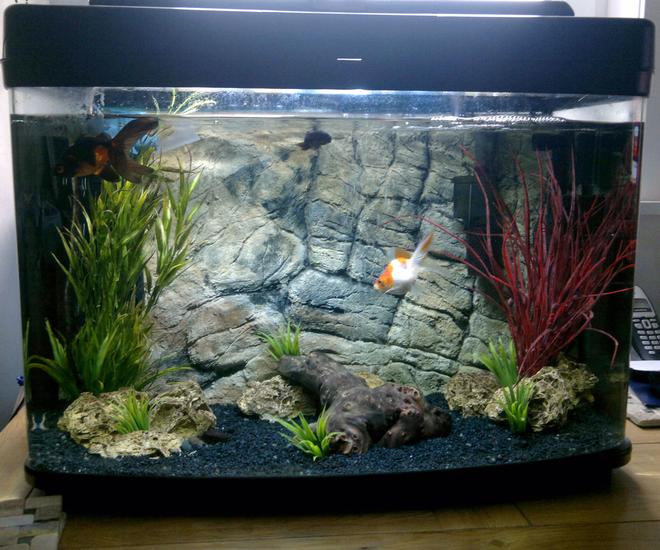 15 gallons freshwater fish tank (mostly fish and non-living decorations)