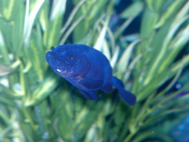 freshwater fish stocking in 15 gallons tank