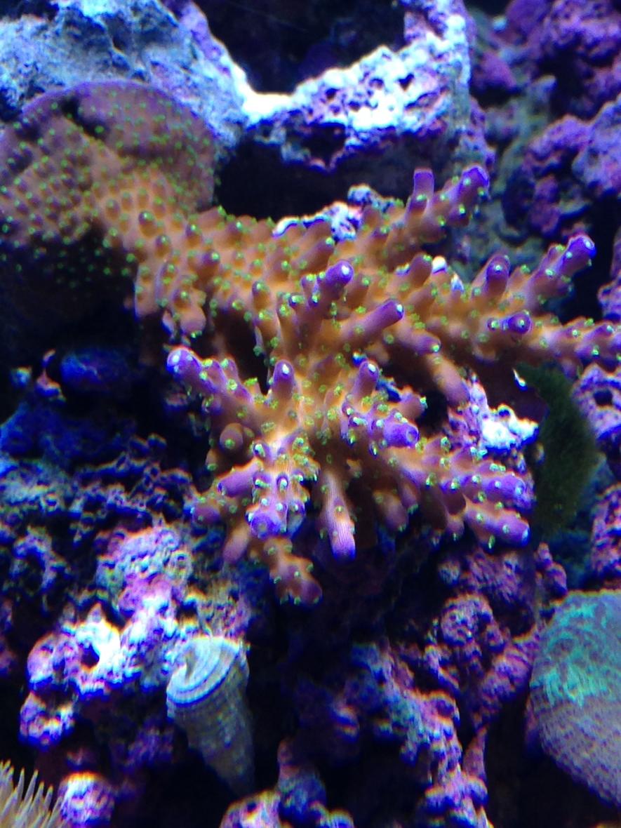 Rated #21: Corals Inverts - Acropora Sp. - Acropora Coral Stocking In 90 Gallons Tank - tricolor acro