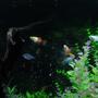 freshwater fish - xiphophorus maculatus - platy stocking in 90 gallons tank