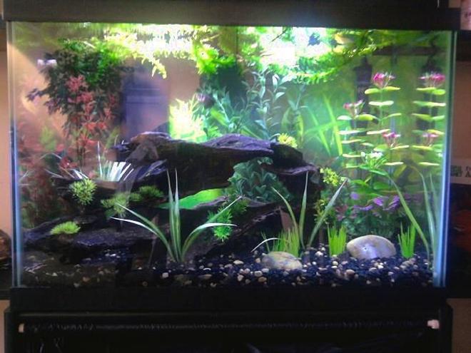 20 gallons freshwater fish tank (mostly fish and non-living decorations) - Updated photo with different lighting, couple new plants {fake} on the ground, and some floaters on top {live}. Also water level raised.