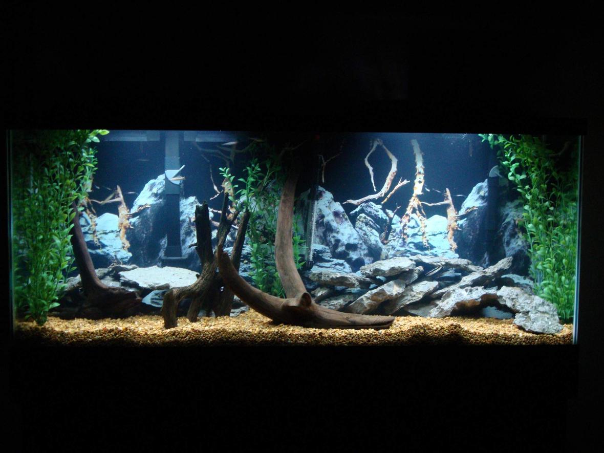 55 gallons freshwater fish tank (mostly fish and non-living decorations) - My 55 Gallon freshwater tonk.