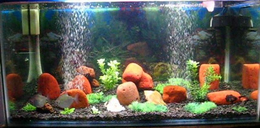 Rated #2484: 45 Gallons Freshwater Fish Tank - Ayantika's Aquarium