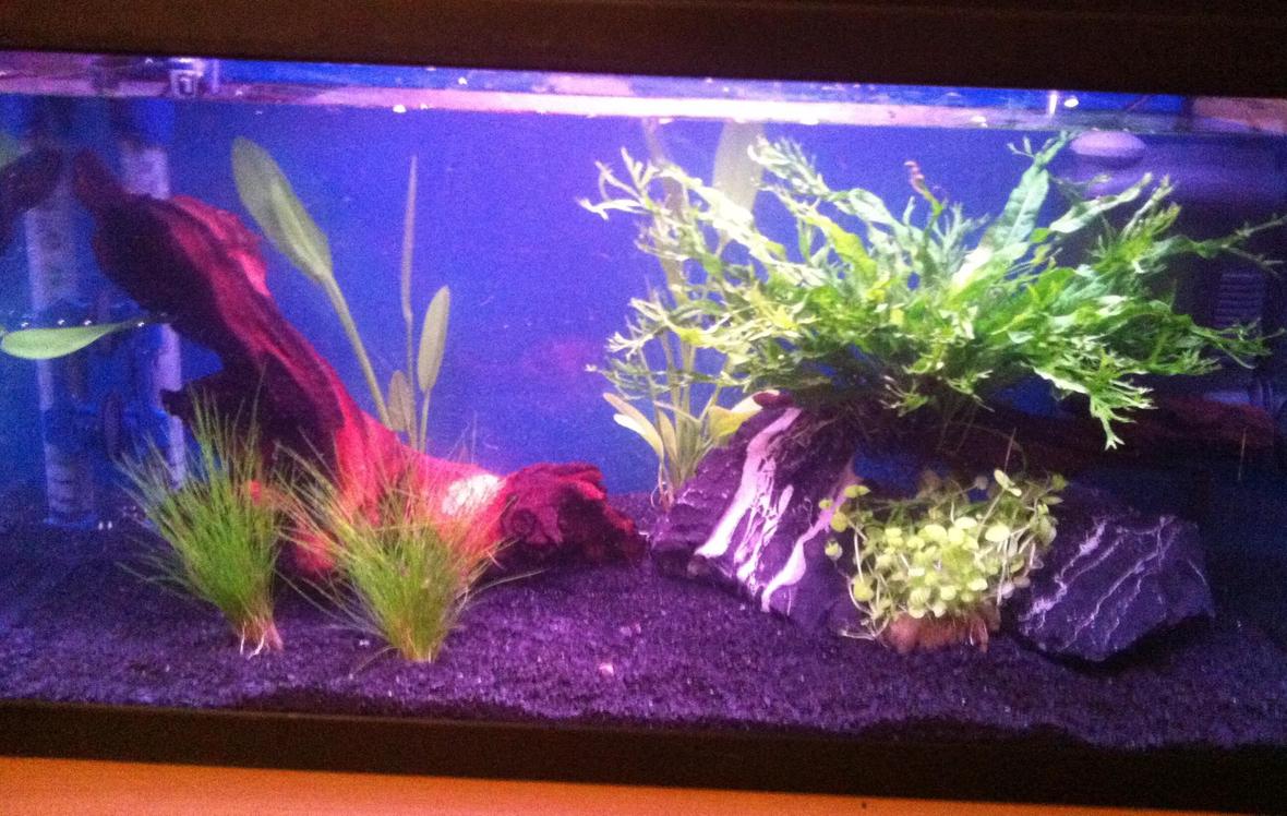 10 gallons planted tank (mostly live plants and fish) - Here is my 10 Gallon planted tank 1 week after planting