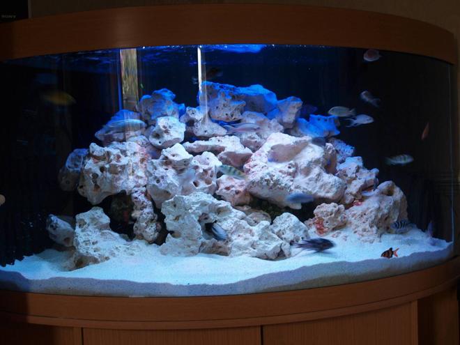 90 gallons freshwater fish tank (mostly fish and non-living decorations) - Budget £500 aquarium