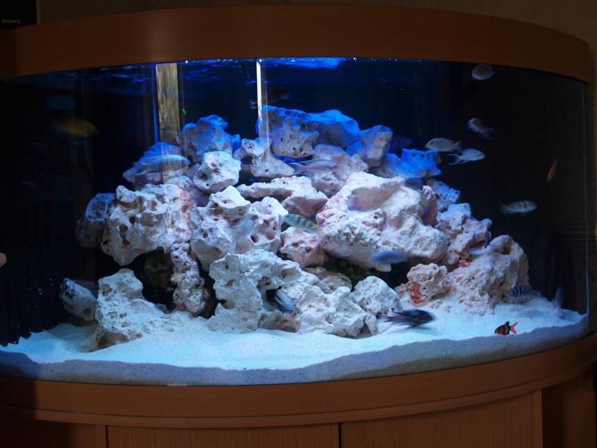 Rated #59: 90 Gallons Freshwater Fish Tank - Budget £500 aquarium