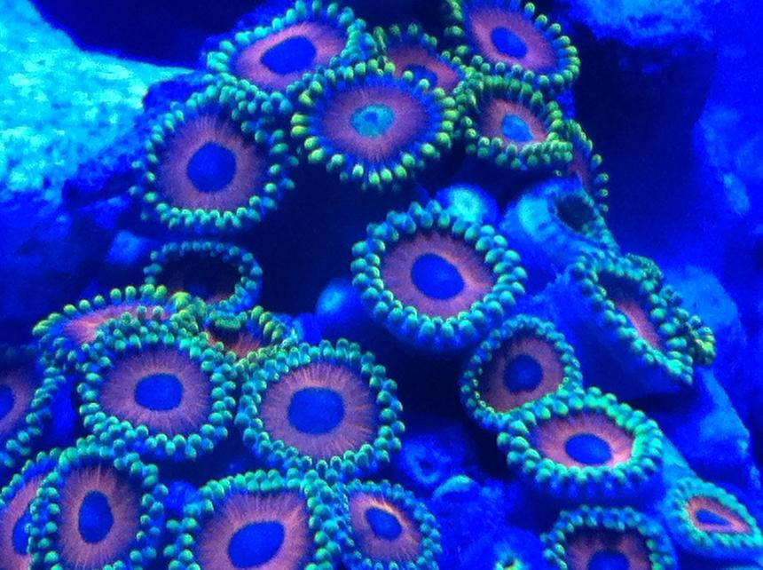 Rated #3: Corals Inverts - Zoanthus Sp. - Colony Polyp, Eagle Eye Stocking In 30 Gallons Tank - Zoanthids