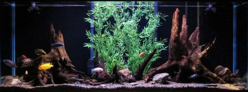 Rated #44: 150 Gallons Freshwater Fish Tank - 150g african cichlid tank