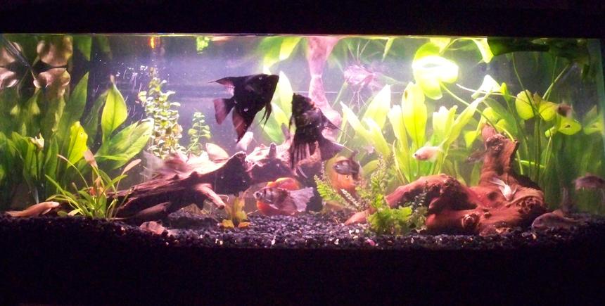 Rated #74: 30 Gallons Freshwater Fish Tank - This is my 30 gal. tank. They were all in a huge 125 gal. tank before, but now they are back in my old 30 gal. tank as temporary until I could manage to sort out setting up of their big home...