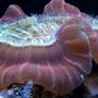 corals inverts - trachyphyllia geoffroyi - brain coral, trachyphyllia stocking in 100 gallons tank - brain coral