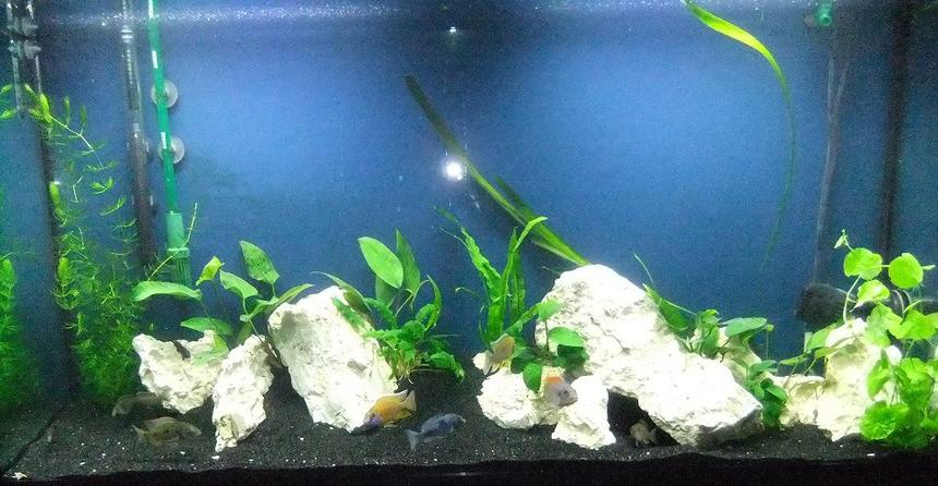 Rated #109: 60 Gallons Planted Tank - Planted, mixed Malawi peacock/haplocromine setup. Various anubias species and java fern.