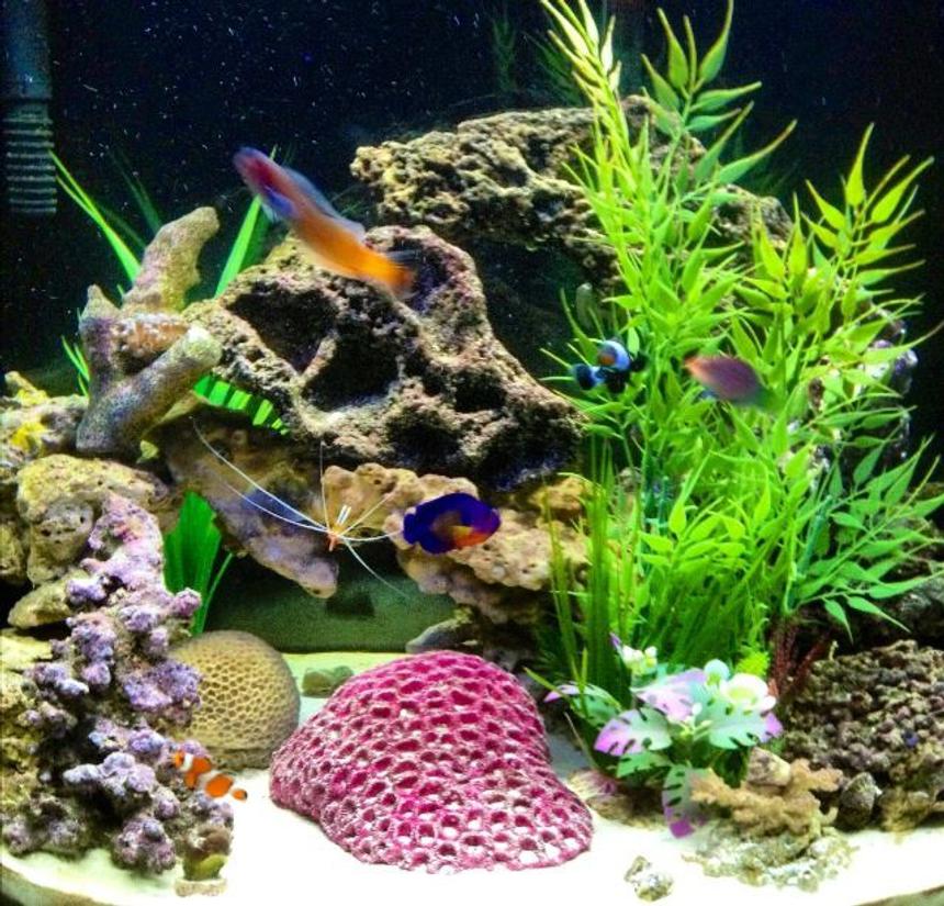 Rated #11: 26 Gallons Saltwater Fish Tank - Hard to get all of them in the same picture, and not moving so its not blurry. Lol Best one I had out of the 100 I tried.