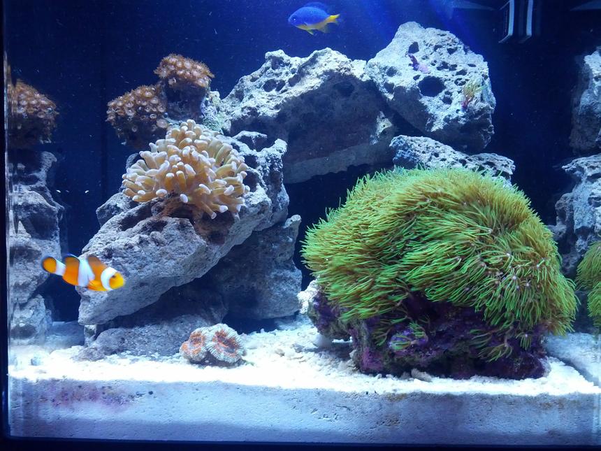 Rated #48: 8 Gallons Reef Tank - 8 gal Nano