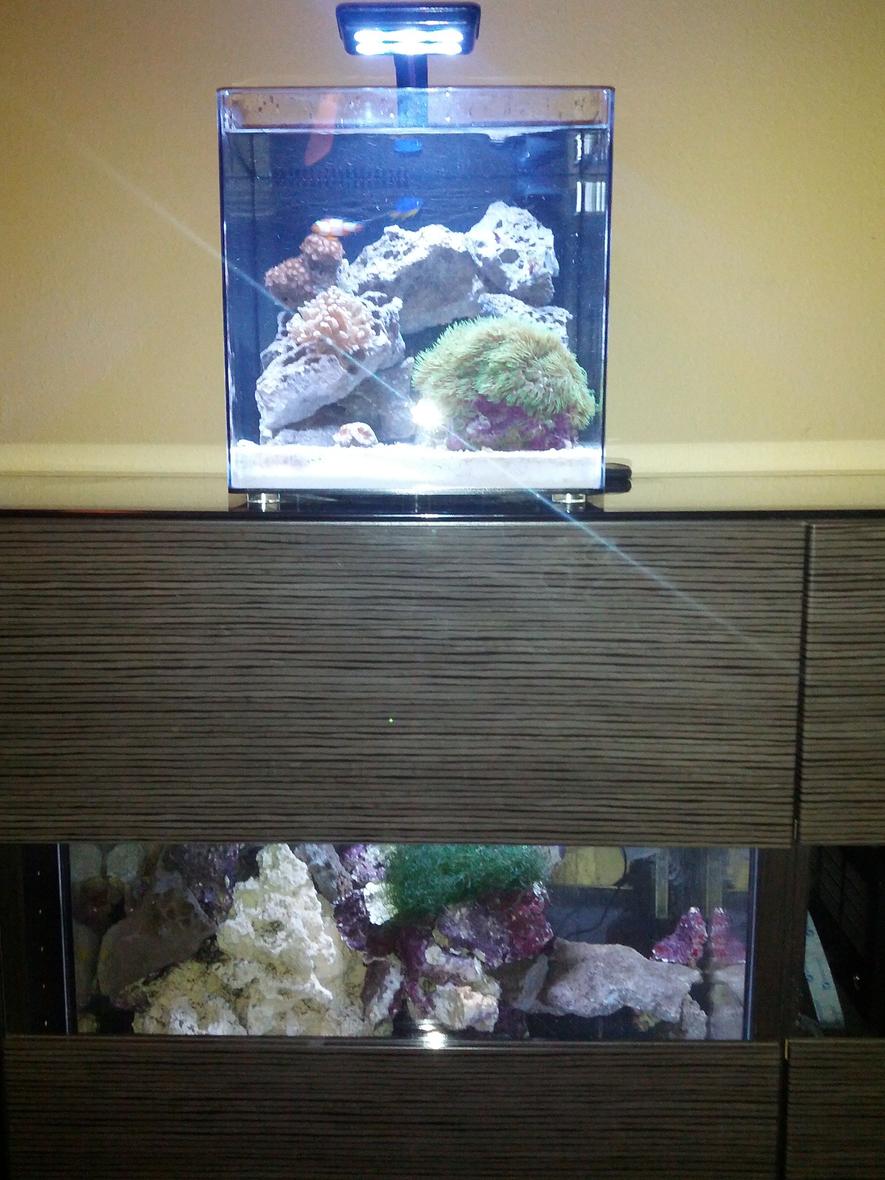 fish tank picture - 4